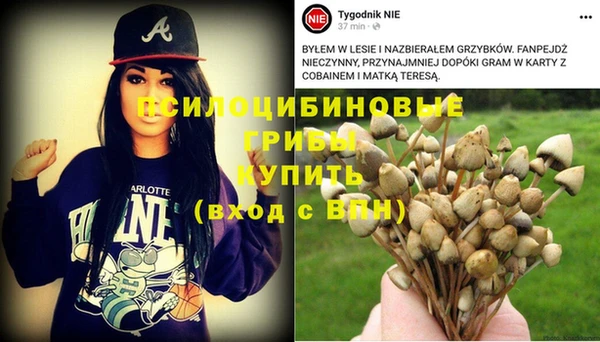 прущие грибы Вяземский